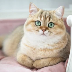 Lord Lou - George Roze Velvet S - Luxe Hondenmand - Luxe Kattenmand - 49x40x31 -RHRQuality winkel 1200x1197 5