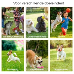 AYOO Agility Voor De Hond - Honden Training - Honden Behendigheid Set - Hondenparcours - Training Huisdieren - Honden Agility Set - Slalom - Horde - Draagzak - Agility Set - Oranje - Wit - GRATIS Speeltouw 14 AYOO Agility Voor De Hond - Honden Training - Honden Behendigheid Set - Hondenparcours - Training Huisdieren - Honden Agility Set - Slalom - Horde - Draagzak - Agility Set - Oranje - Wit - GRATIS Speeltouw -RHRQuality winkel 1200x1200 249