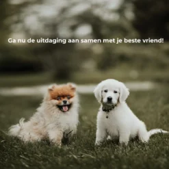 AYOO Agility Voor De Hond - Honden Training - Honden Behendigheid Set - Hondenparcours - Training Huisdieren - Honden Agility Set - Slalom - Horde - Draagzak - Agility Set - Oranje - Wit - GRATIS Speeltouw 17 AYOO Agility Voor De Hond - Honden Training - Honden Behendigheid Set - Hondenparcours - Training Huisdieren - Honden Agility Set - Slalom - Horde - Draagzak - Agility Set - Oranje - Wit - GRATIS Speeltouw -RHRQuality winkel 1200x1200 252