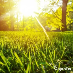 Gazonmest All-In-One (20Kg - Voor 400m2) Voor Een Diepgroen Sterk Gazon Zonder Mos En Onkruid - Complete Meststof Met Kalk En Grasversterker - Organifer -RHRQuality winkel 1200x1200 385