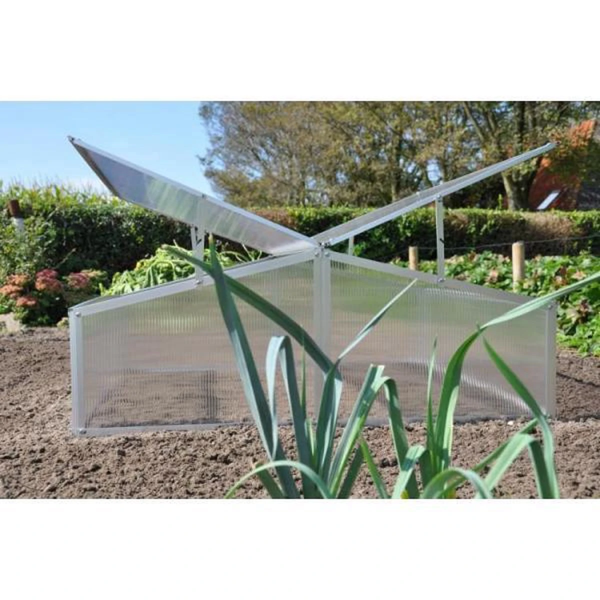 Royal Well Broeikas Silver Thyme 4 Royal Well Broeikas Silver Thyme - Afbeelding 4