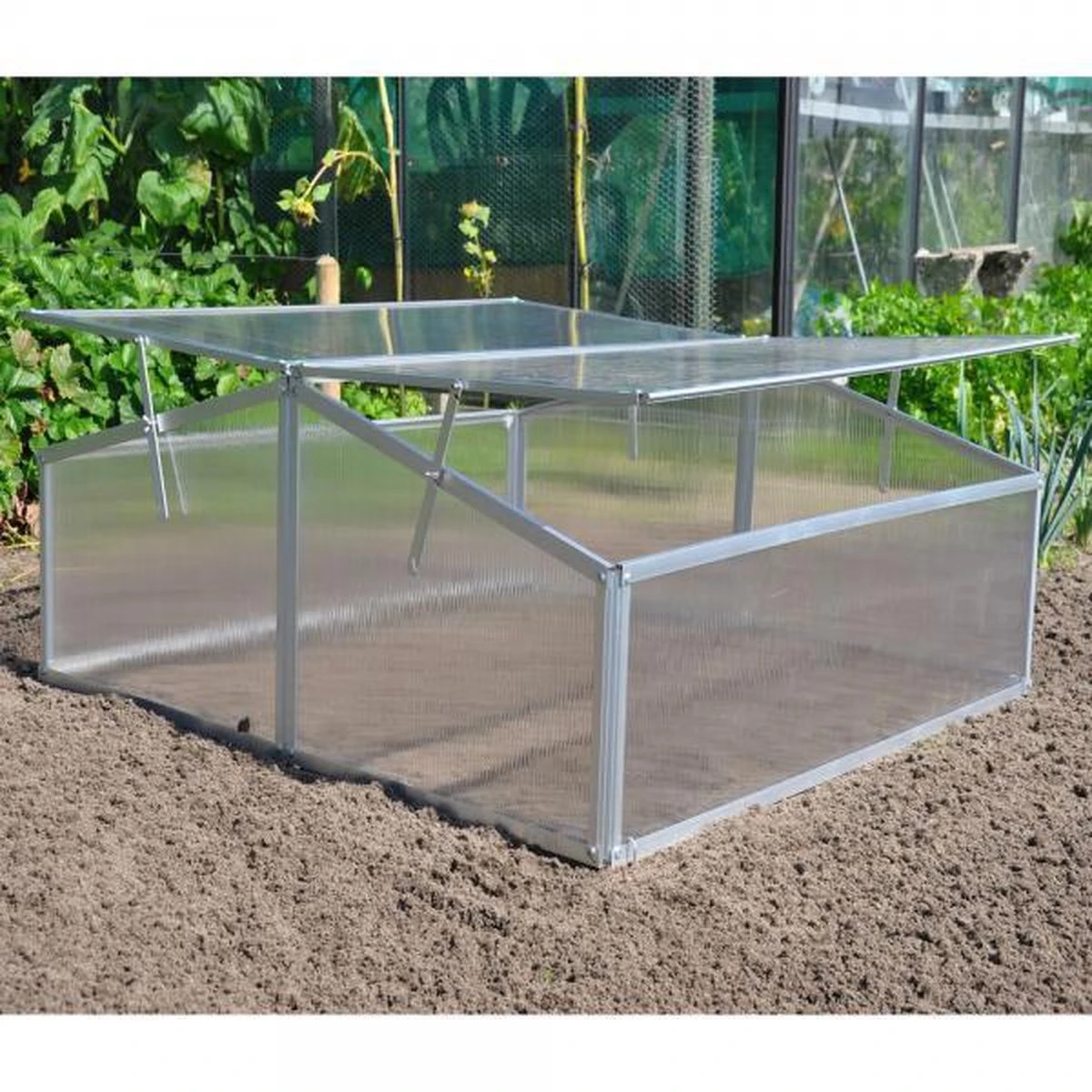 Royal Well Broeikas Silver Thyme 6 Royal Well Broeikas Silver Thyme - Afbeelding 6