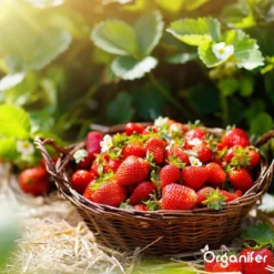 Lavagruis Uit Eifel Oergesteente (20Kg Voor 200m2) Grof Lavameel 0-2mm - Organifer -RHRQuality winkel 1200x1200 397