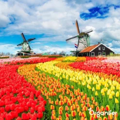 Lavagruis Uit Eifel Oergesteente (20Kg Voor 200m2) Grof Lavameel 0-2mm - Organifer -RHRQuality winkel 1200x1200 398