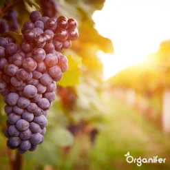 Lavagruis Uit Eifel Oergesteente (20Kg Voor 200m2) Grof Lavameel 0-2mm - Organifer -RHRQuality winkel 1200x1200 399