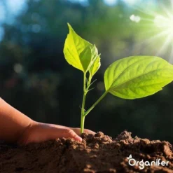 Lavagruis Uit Eifel Oergesteente (20Kg Voor 200m2) Grof Lavameel 0-2mm - Organifer -RHRQuality winkel 1200x1200 405