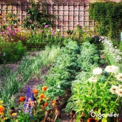 Lavagruis Uit Eifel Oergesteente (20Kg Voor 200m2) Grof Lavameel 0-2mm - Organifer -RHRQuality winkel 1200x1200 408