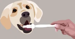 Aedogz Tandsteen Verwijder Spons Hond & Kat - Verwijdert Tandsteen, Aanslag En Vlekken - Verfrist De Adem Voorkomt Tandvleesproblemen. -RHRQuality winkel 1200x632