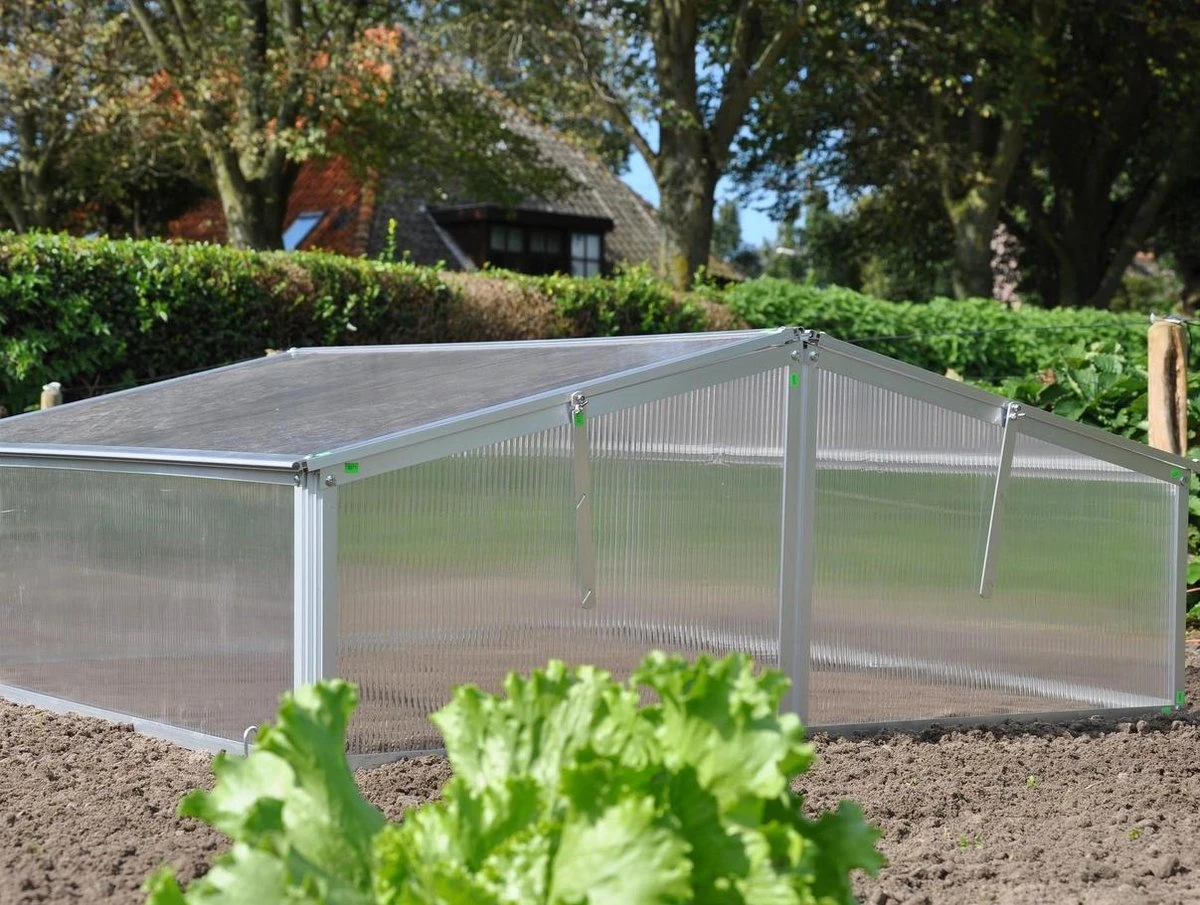 Royal Well Broeikas Silver Thyme 2 Royal Well Broeikas Silver Thyme - Afbeelding 2