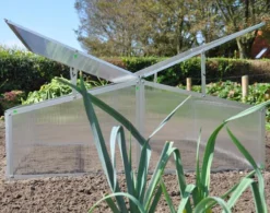 Royal Well Broeikas Silver Thyme 9 Royal Well Broeikas Silver Thyme -RHRQuality winkel 1200x947 1