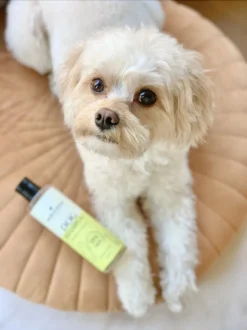 Fresh & Fluffy - Hondenshampoo Kamille / Patchouli - Geschikt Voor Alle Hondenrassen - Natuurlijk & Vegan Voor De Gevoelige Huid - 250ml -RHRQuality winkel 899x1200 2