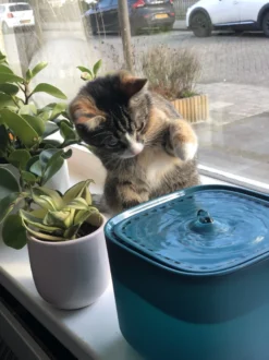 No Logo - 3L - Drinkfontein Voor Huisdieren, Water Fontein - Waterdispenser - Waterautomaat Drinkbakken 3L Voor Huisdieren Katten - Honden - Konijnen - Goud - Groen - Kattenfontein - Fontein - Drink - Bak - Drinkbak - Hond - Konijn - Kat - 2l - 1l - 11 No Logo - 3L - Drinkfontein Voor Huisdieren, Water Fontein - Waterdispenser - Waterautomaat Drinkbakken 3L Voor Huisdieren Katten - Honden - Konijnen - Goud - Groen - Kattenfontein - Fontein - Drink - Bak - Drinkbak - Hond - Konijn - Kat - 2l - 1l - -RHRQuality winkel 899x1200