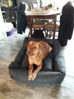 Hondenmand Cordura XXXL – Donkergrijs - 125 X 90 X 24 Cm -RHRQuality winkel 900x1200 1