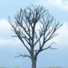 Woodland Scenics Premium Dead Maple Tree Figure